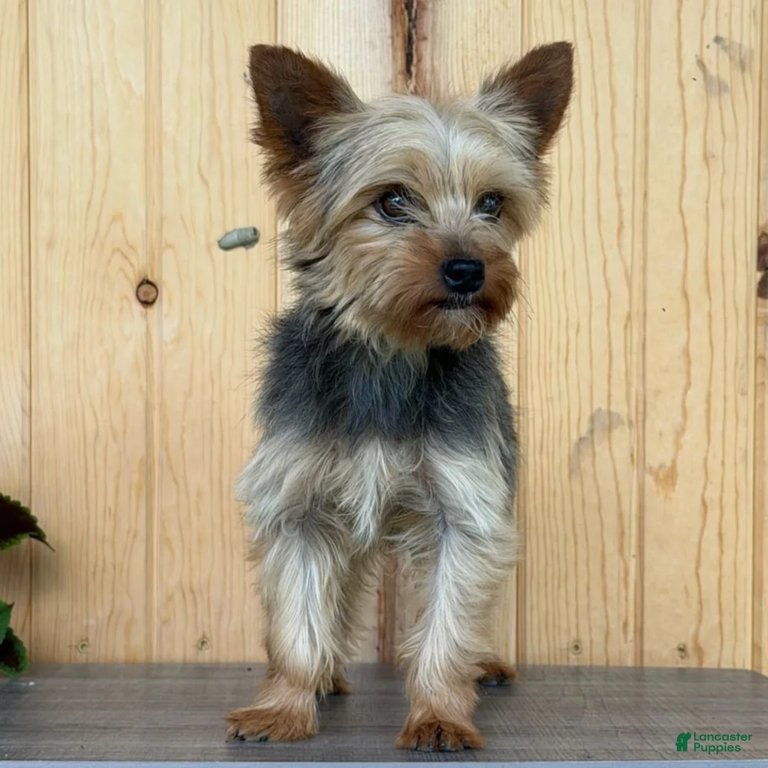 Yorkshire Terrier dogs for sale: Barney  - Ad 5