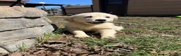 Golden Retriever dogs for sale: AKC Golden Retriever Puppy 3 - Ad 3