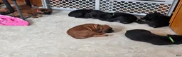 Boxer dogs for sale: Bamboo - Ad 7