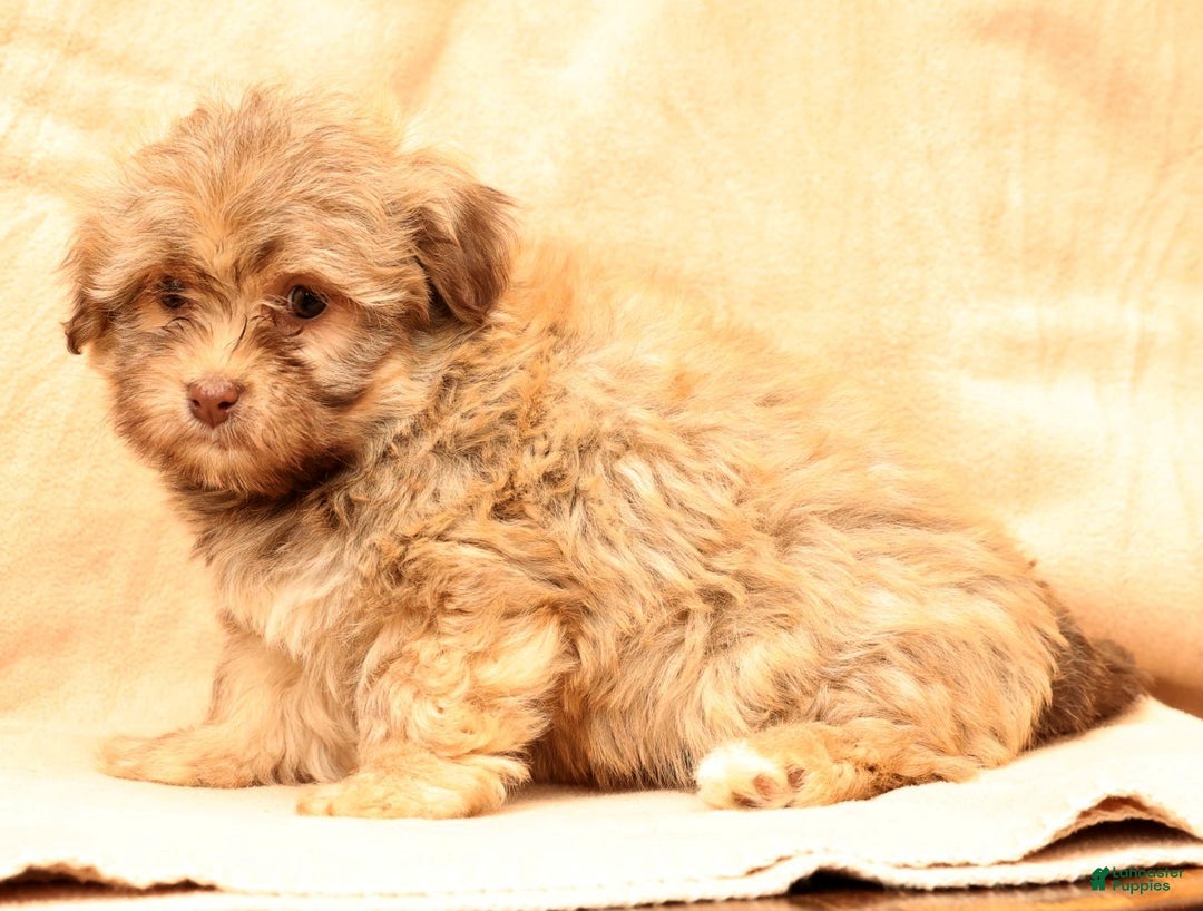 Havanese dogs for sale: Carmel - Ad 7