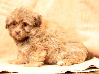 Havanese dogs Carmel - Ad 17