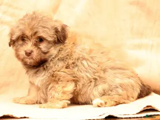 Havanese dogs Carmel - Ad 24