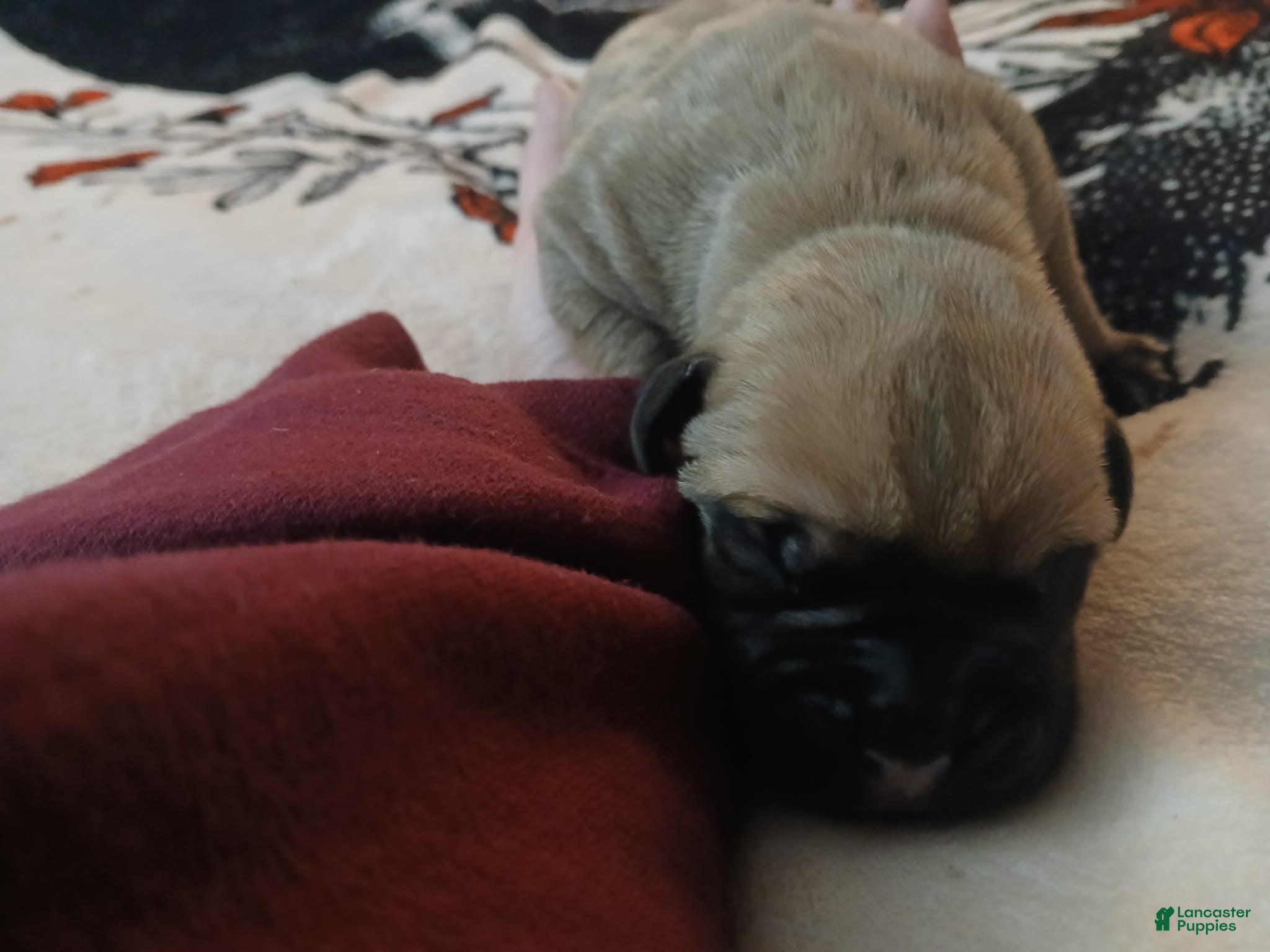 Presa Canario dogs Presa Canario Puppy 1 - Ad 7