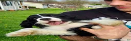 Mixed Breed dogs for sale: Billy-Bob - Ad 3