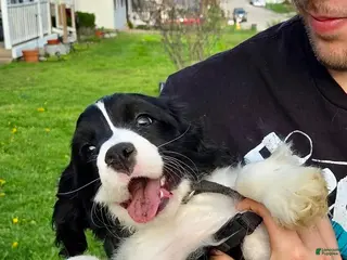 Mixed Breed dogs Billy-Bob - Ad 26