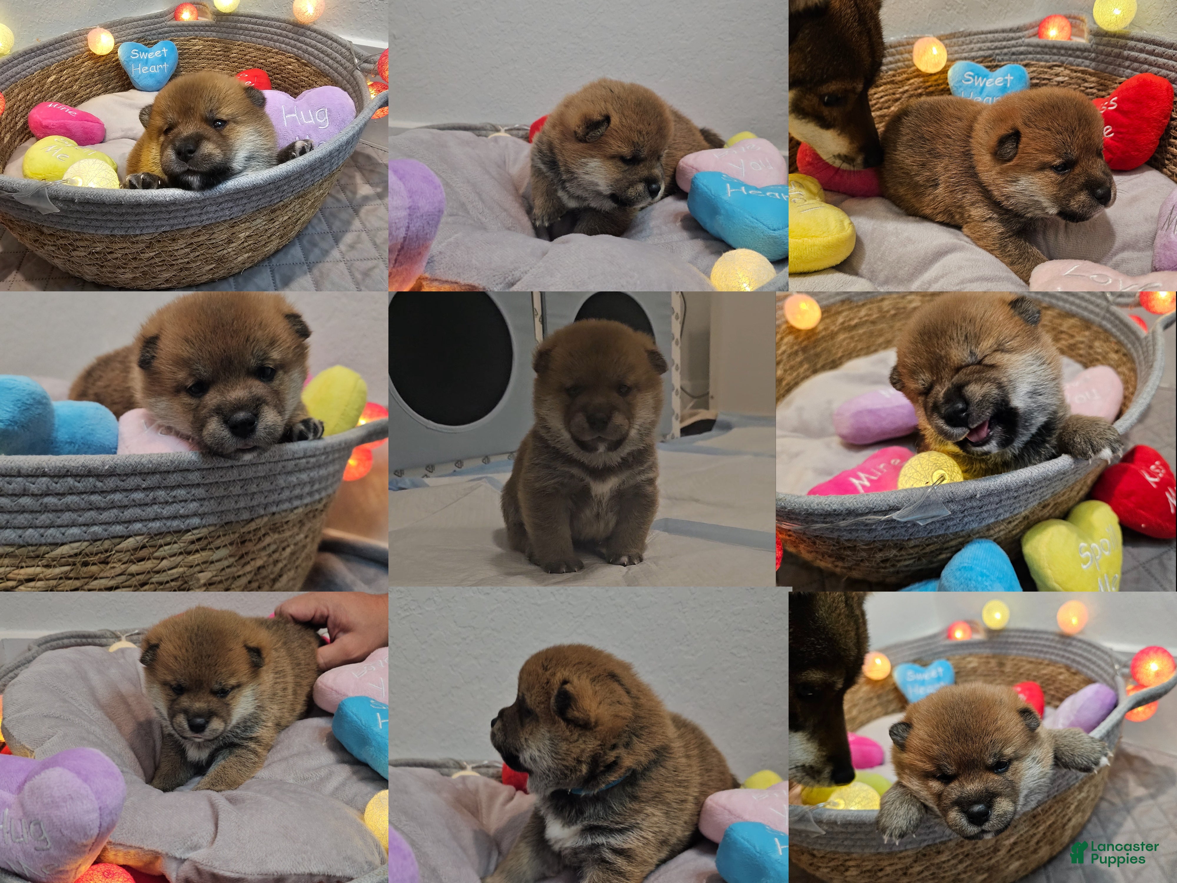 Shiba Inu dogs Kaito - Ad 1