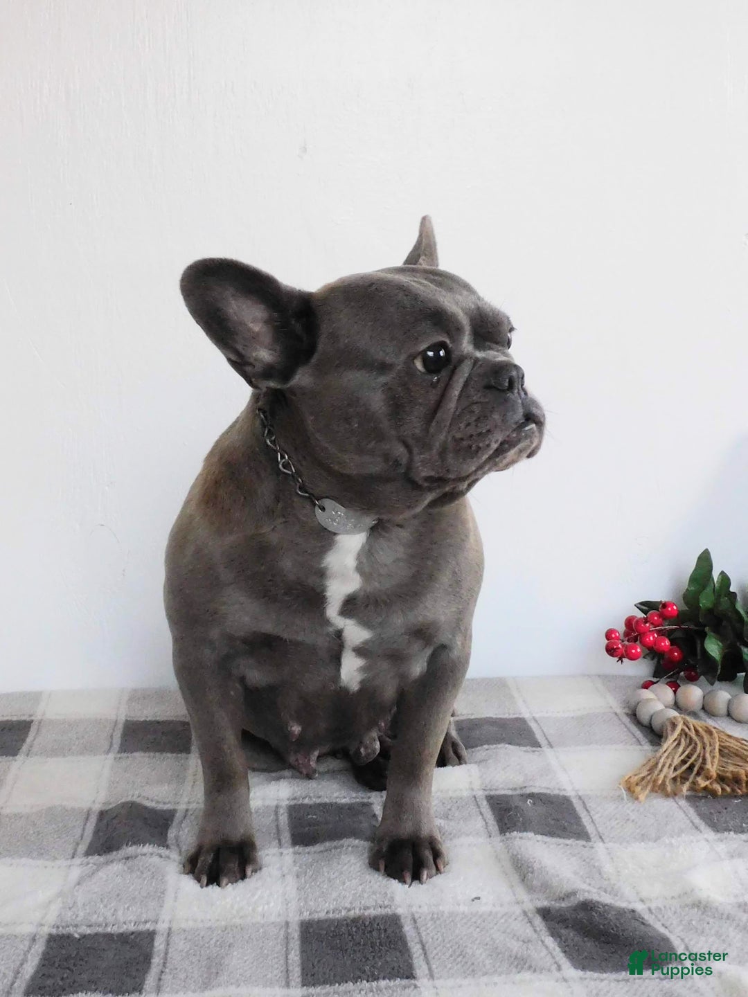 French Bulldog dogs for sale: Millie - Ad 6