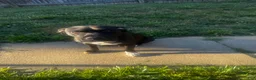 American Pit Bull Terrier dogs for sale: American Pit Bull Terrier 3 - Ad 10