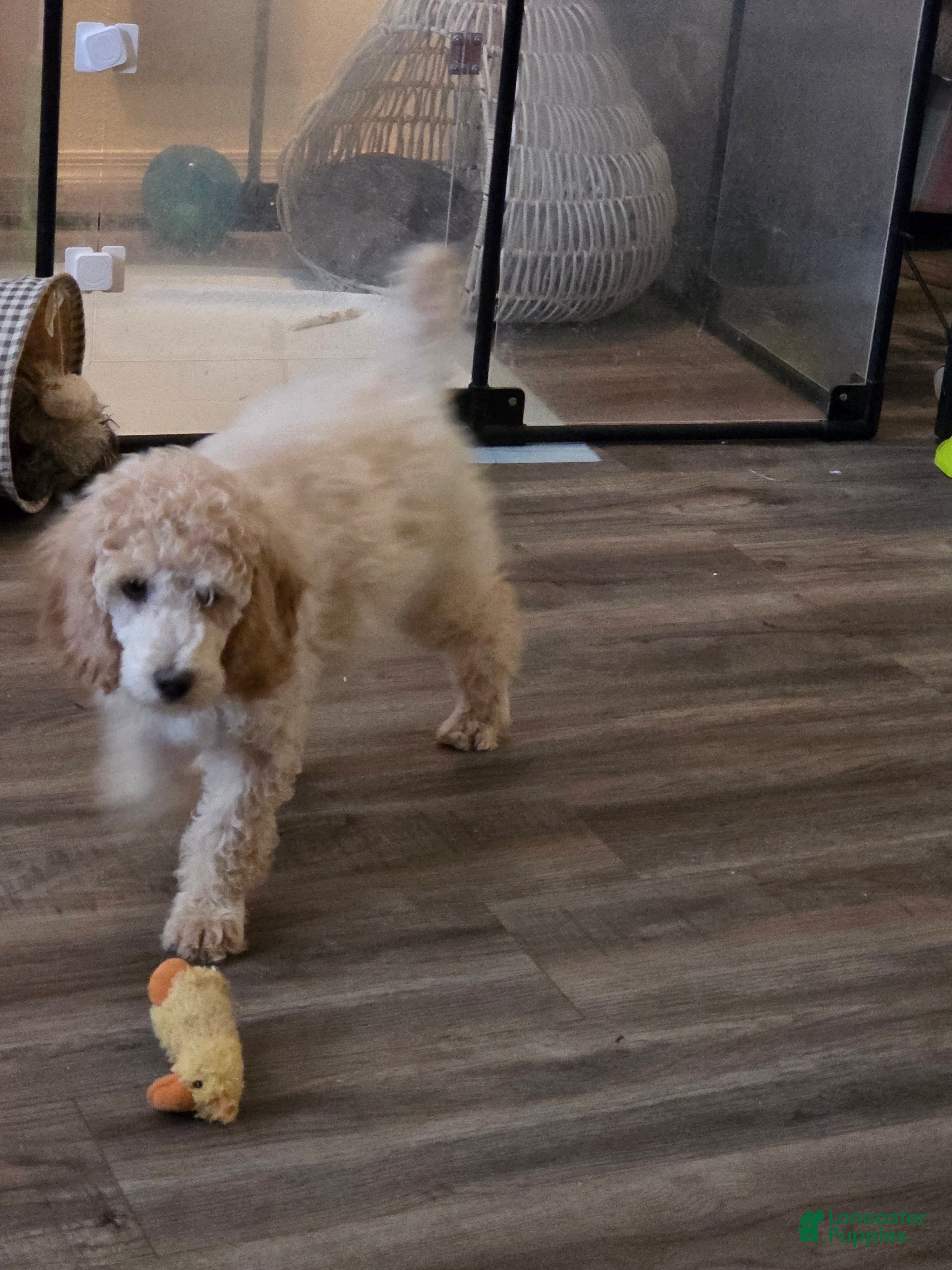Standard Poodle dogs Marlee's Mystic Sunflower - Ad 2