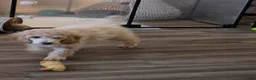 Standard Poodle dogs for sale: Marlee's Mystic Sunflower - Ad 2