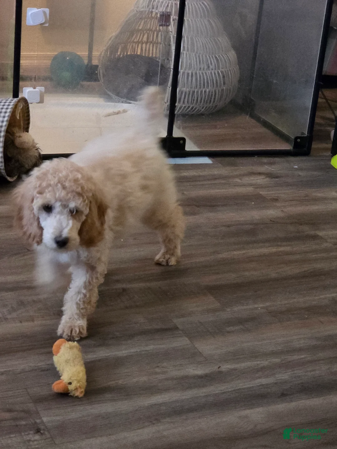 Standard Poodle dogs for sale: Marlee's Mystic Sunflower - Ad 2
