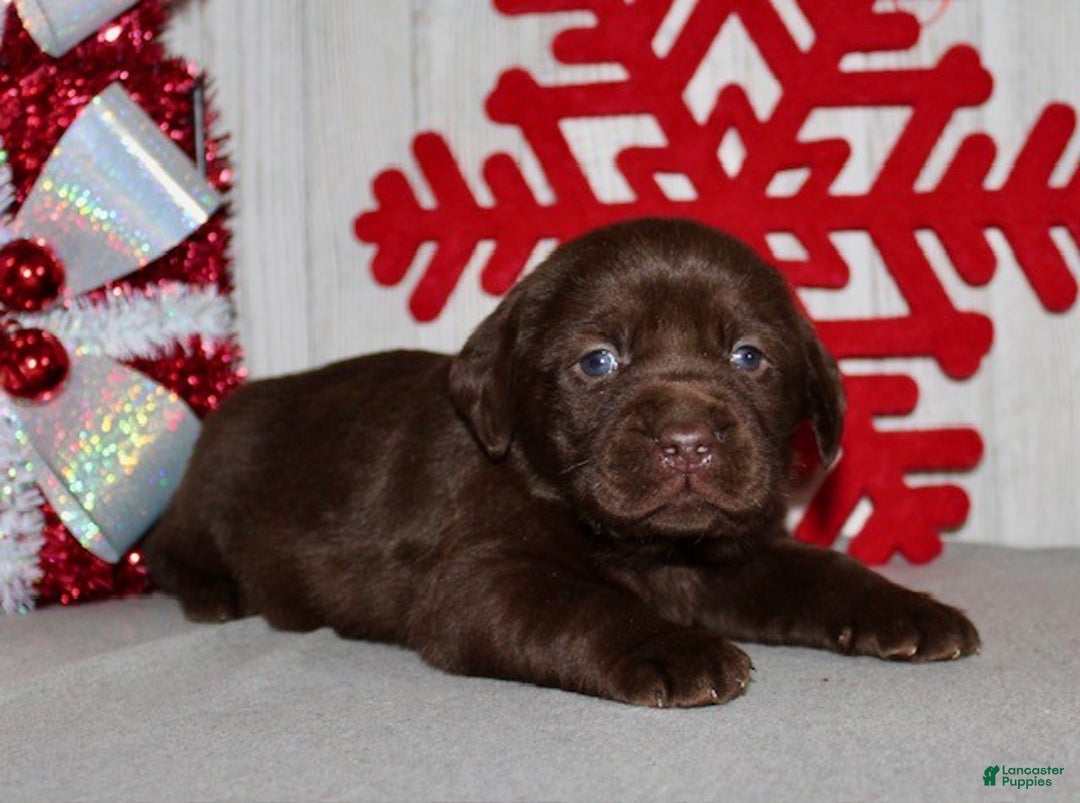 Labrador Retriever dogs for sale: Sugar - Ad 4