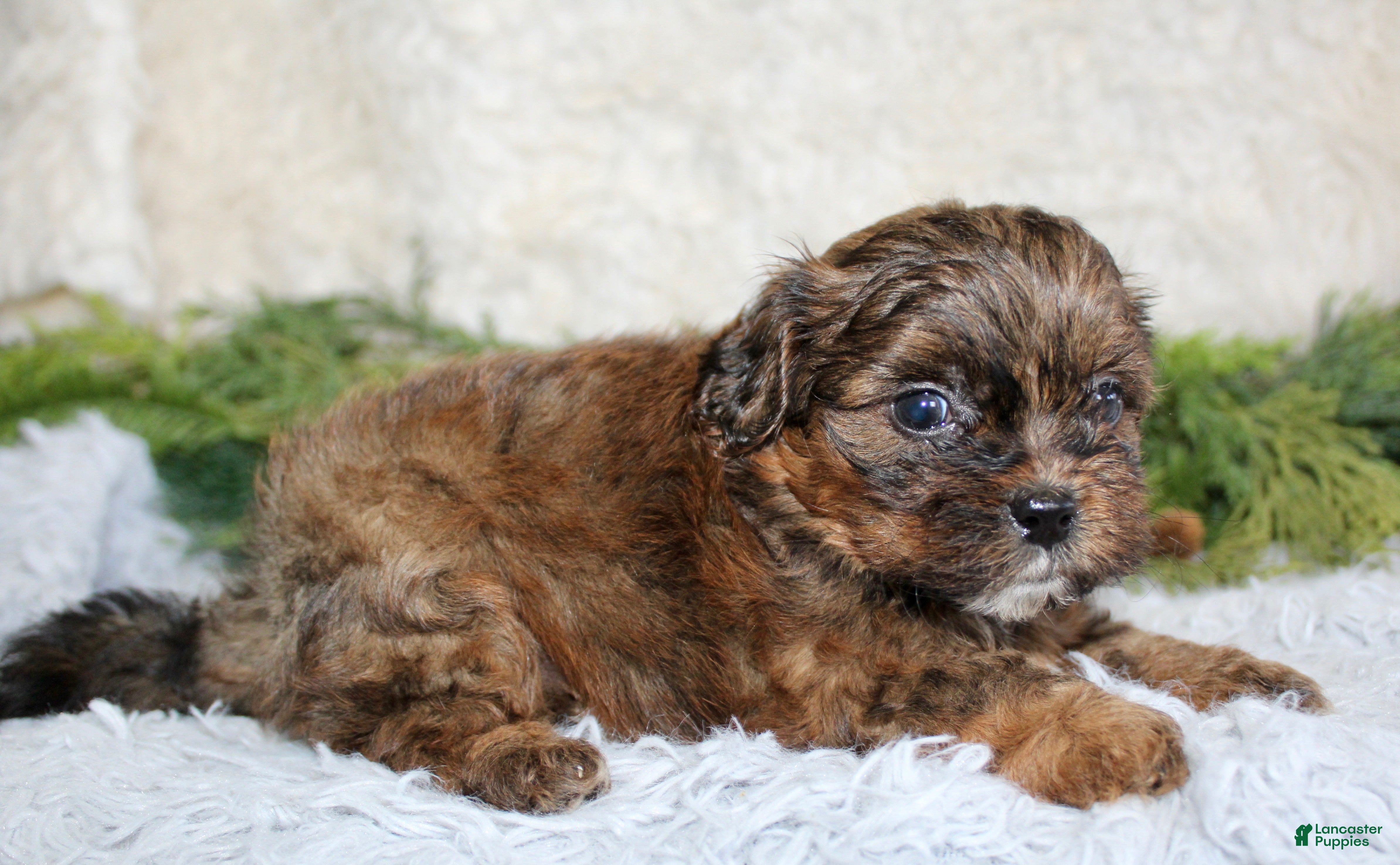 Shihpoo dogs Shihpoo Boy 3 - Ad 17