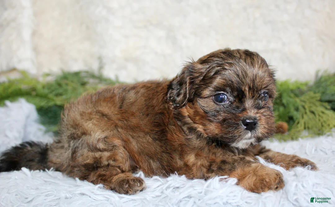 Shihpoo dogs for sale: Shihpoo Boy 3 - Ad 1