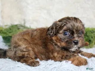 Shihpoo dogs Shihpoo Boy 3 - Ad 13