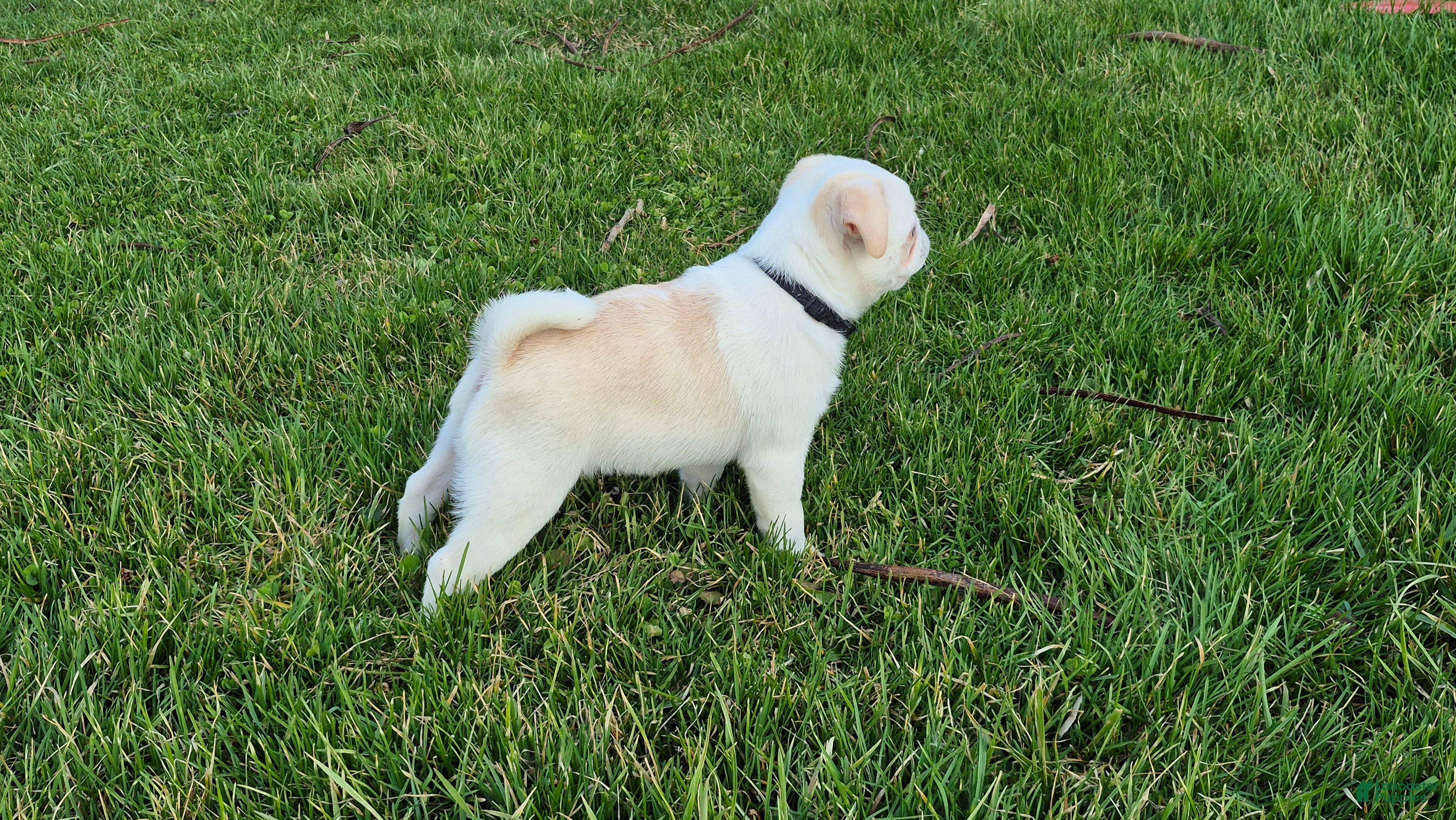 Pug dogs Brock - Ad 1