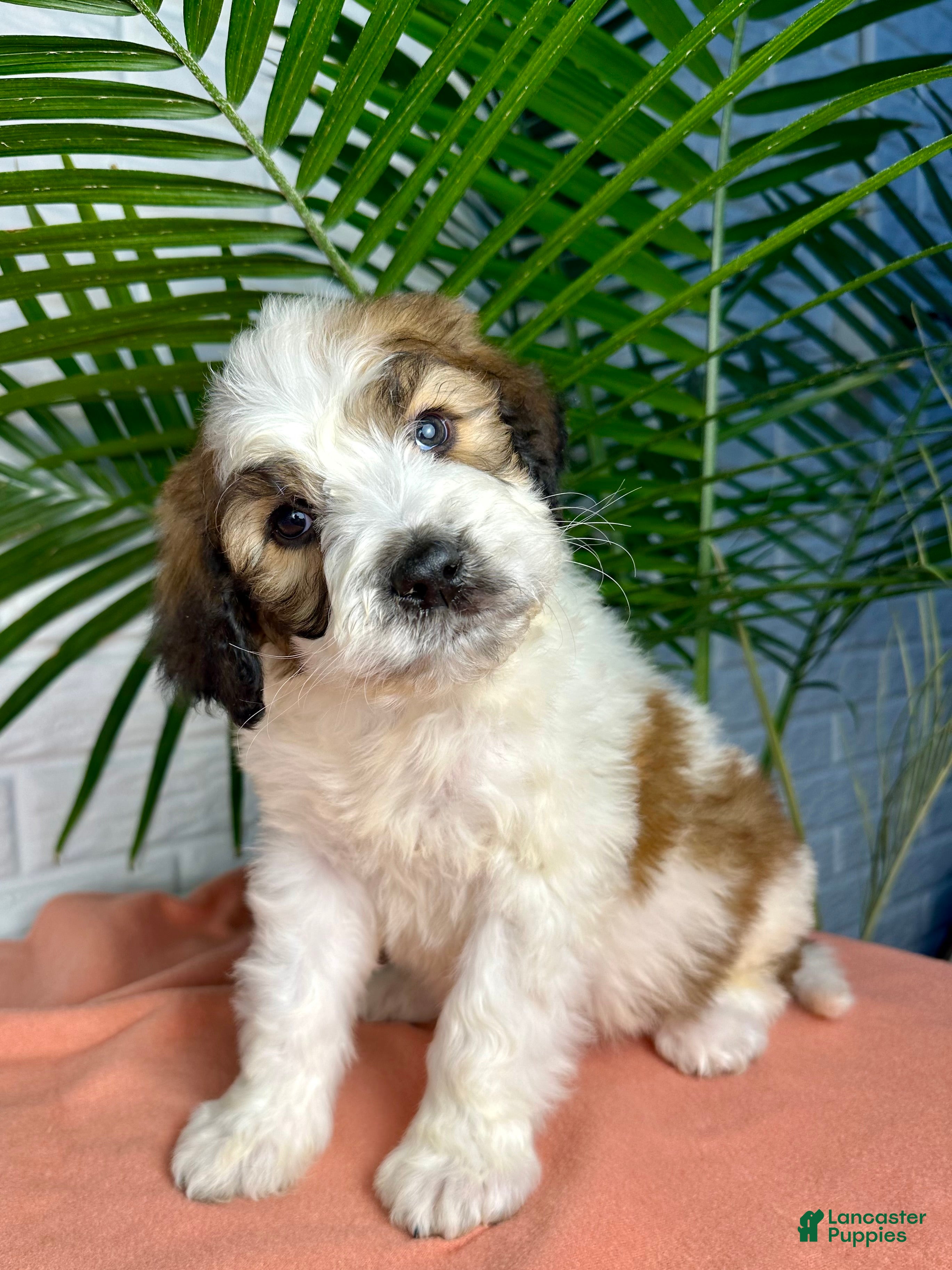 Saint Berdoodles dogs Stella - Ad 1