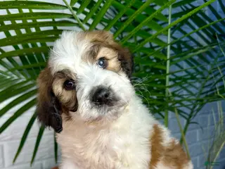 Saint Berdoodles dogs for sale: Stella - Ad 2