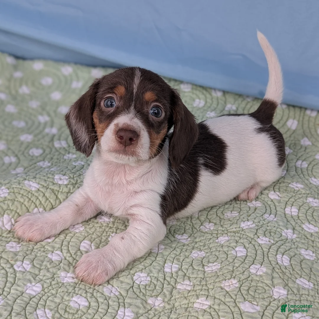 Miniature Dachshund dogs for sale: Hershey - Ad 1