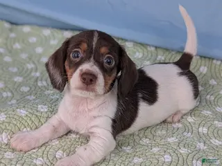 Miniature Dachshund dogs Hershey - Ad 14