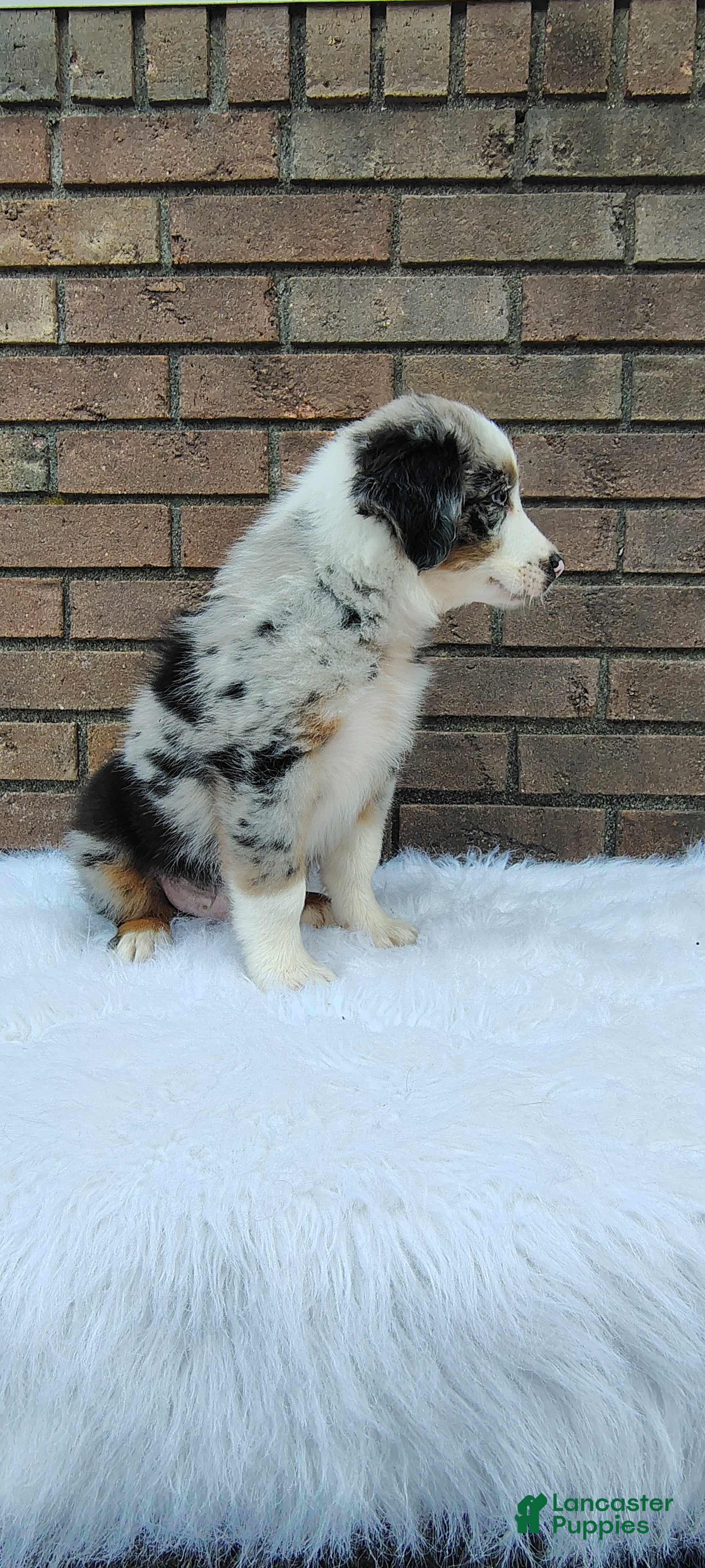 Australian Shepherd dogs Max - Ad 2