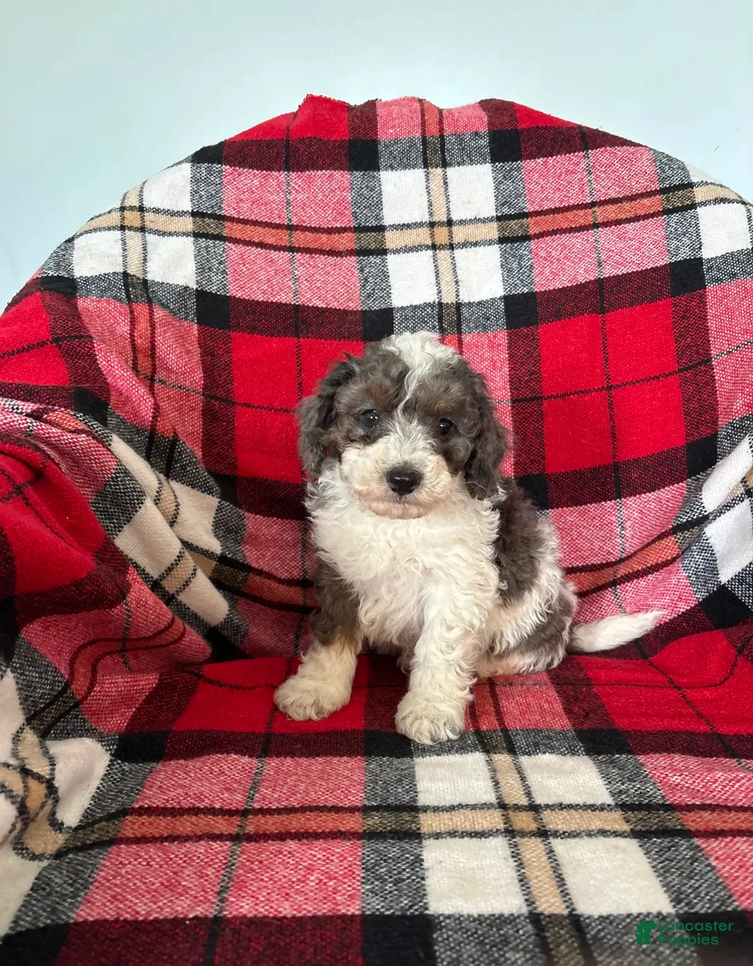 Miniature Poodle dogs for sale: Jasper - Ad 1
