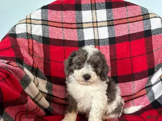 Miniature Poodle dogs Jasper - Ad 38
