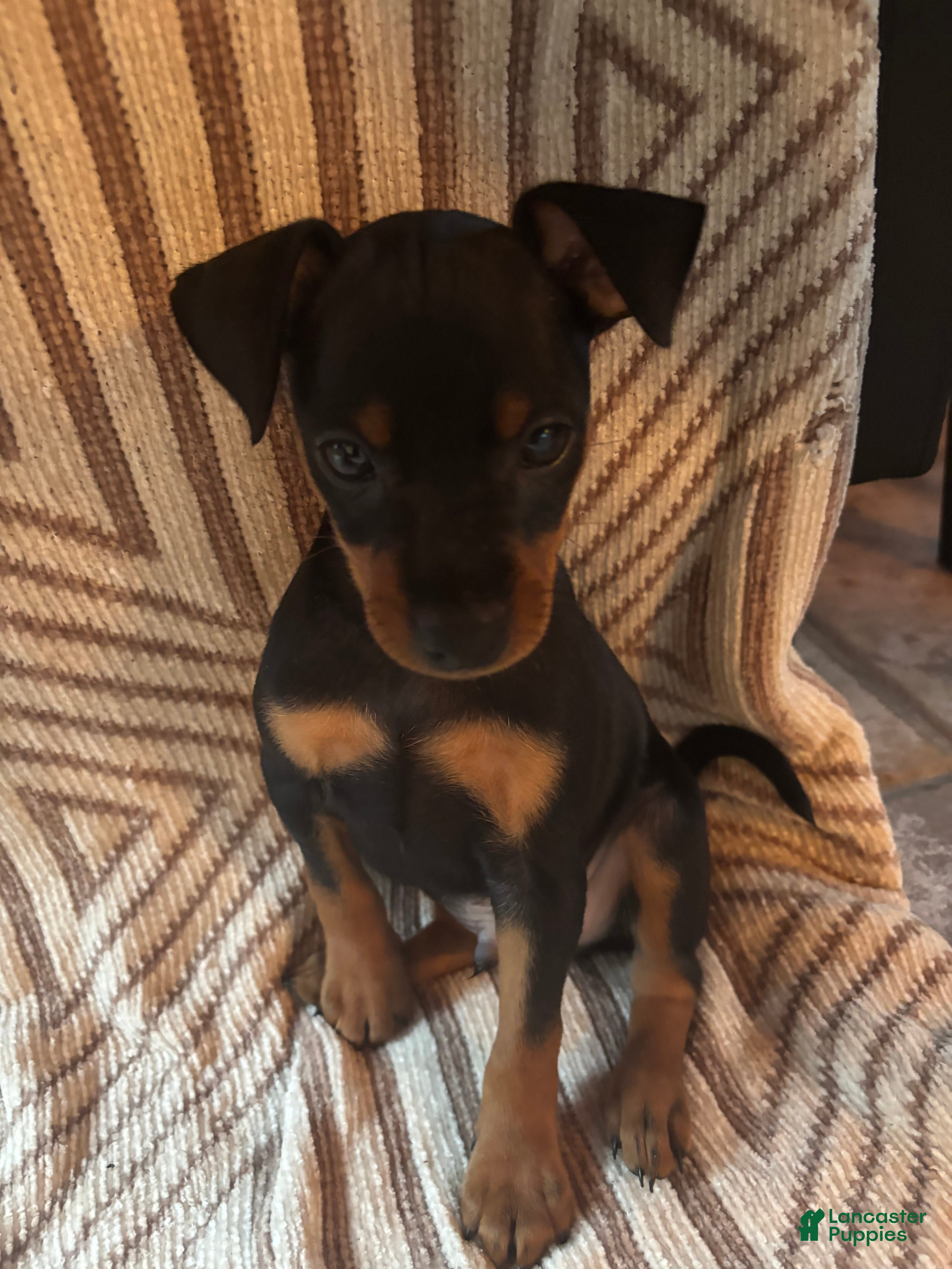 Miniature Pinscher dogs Miniature Pinscher 2 - Ad 1