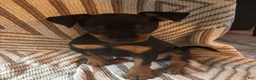 Miniature Pinscher dogs for sale: Miniature Pinscher 2 - Ad 1