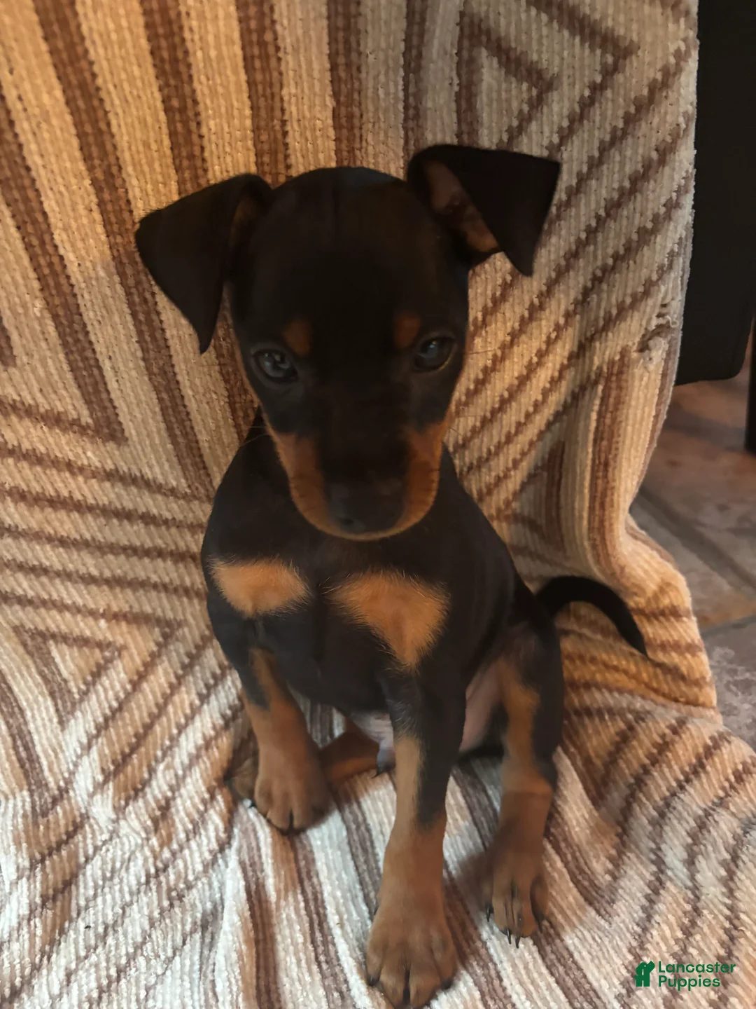 Miniature Pinscher dogs for sale: Miniature Pinscher 2 - Ad 1