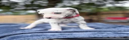 Dalmatian dogs for sale: Arlo - Ad 2