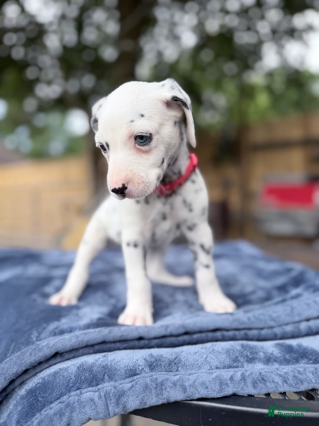 Dalmatian dogs for sale: Arlo - Ad 2