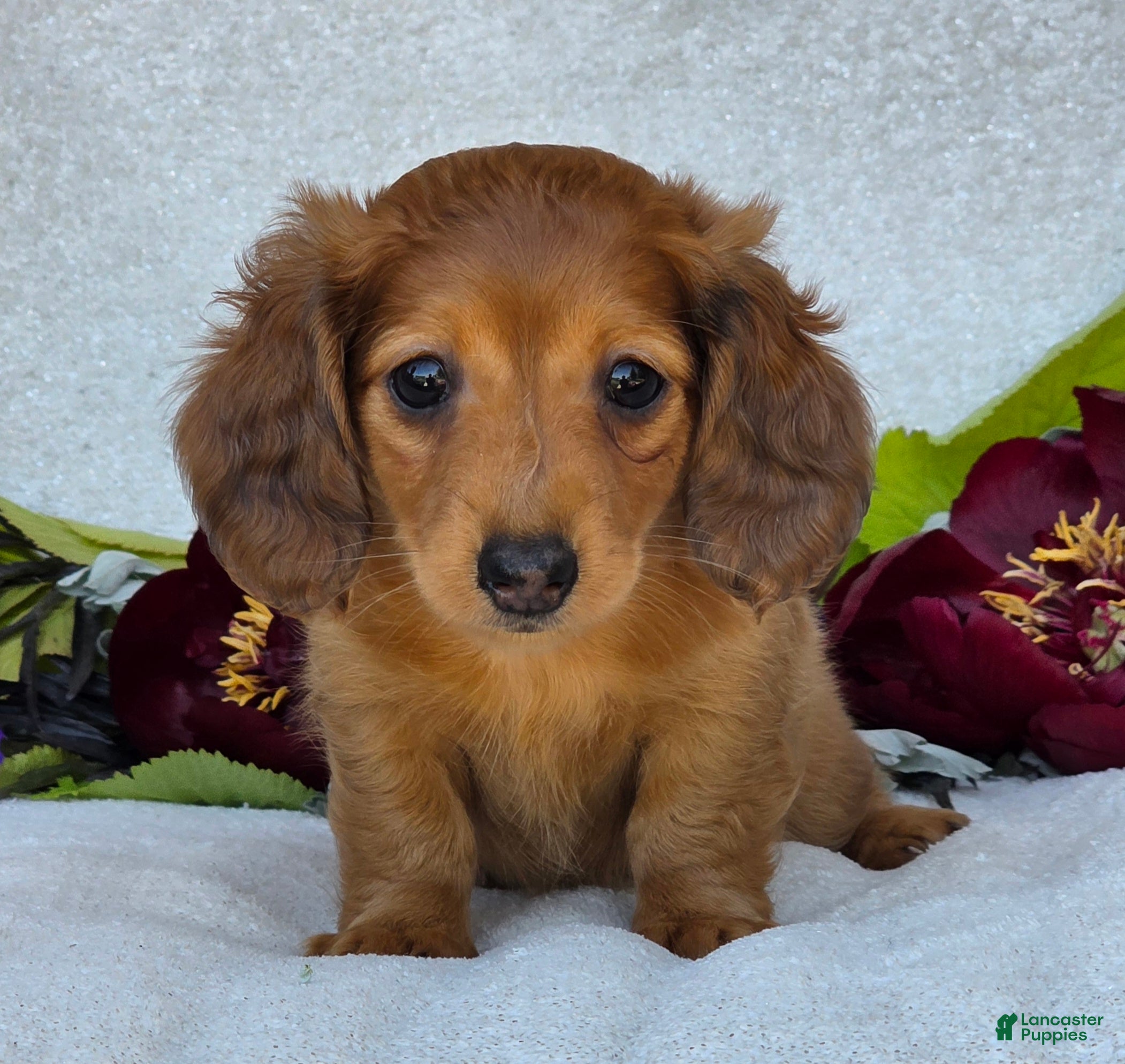 Miniature Dachshund dogs for sale: Lando - Ad 5