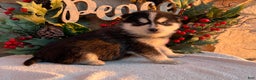 Pomsky dogs for sale: Feliz - Ad 1