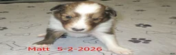 Shetland Sheepdog dogs for sale: Matt Male - Ad 2