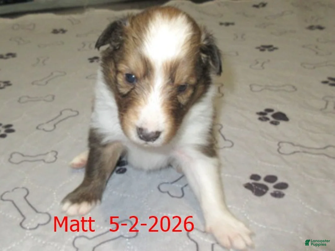 Shetland Sheepdog dogs for sale: Matt Male - Ad 2