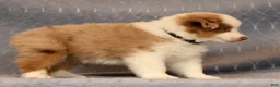 Miniature Australian Shepherd dogs for sale: Fritz - Ad 6