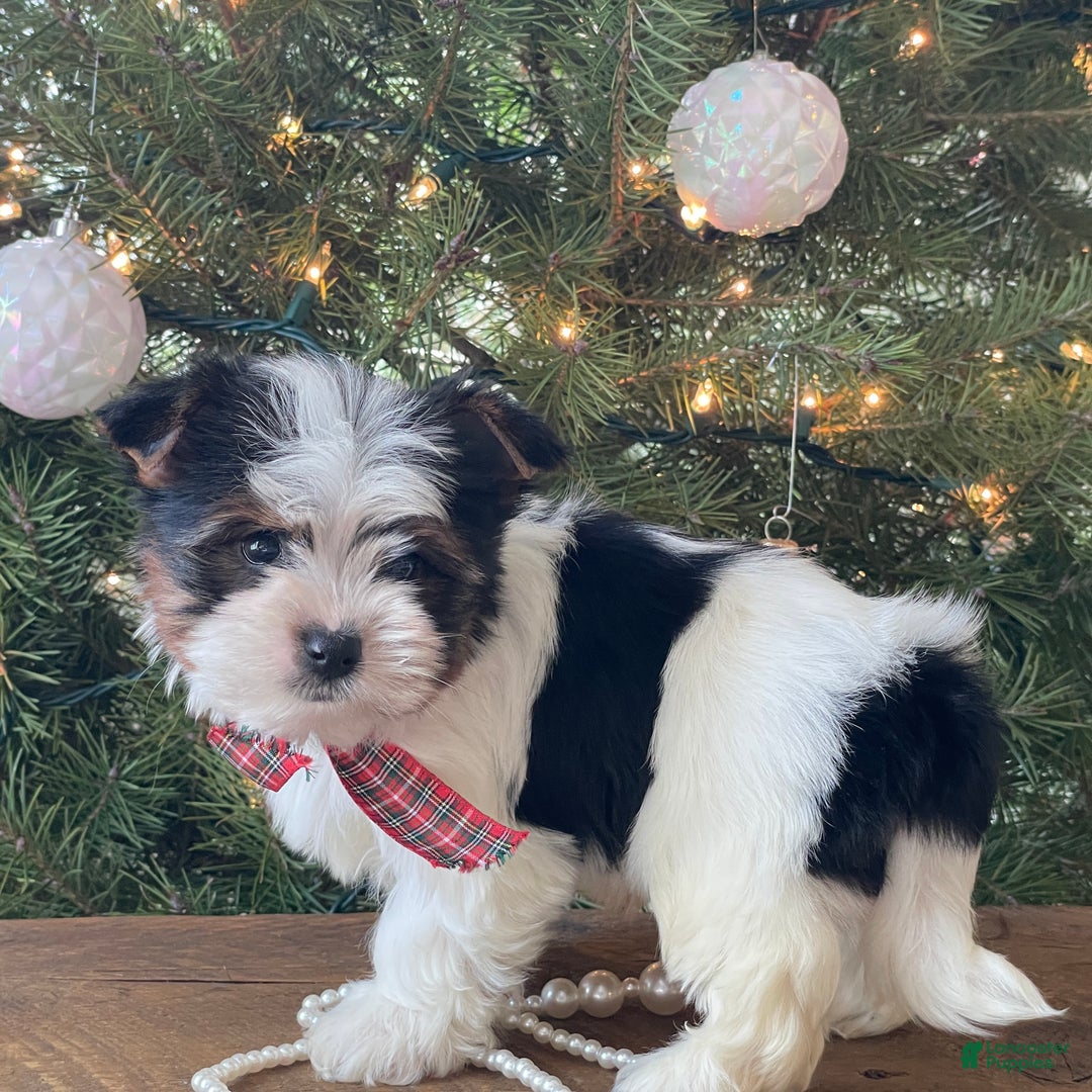 Mixed Breed dogs for sale: Baily - Ad 2