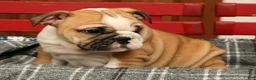 English Bulldog dogs for sale: Skye - Ad 4
