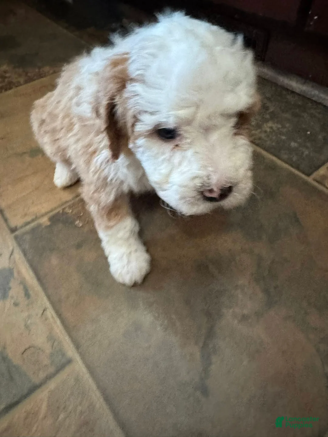 Bernedoodle dogs for sale: mini Bernedoodle Puppy 5 dark green - Ad 2