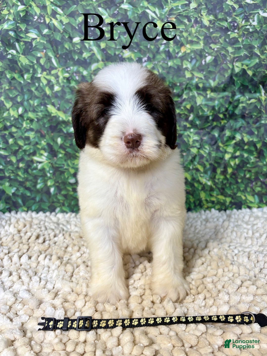 Saint Berdoodles dogs Bryce - Ad 1