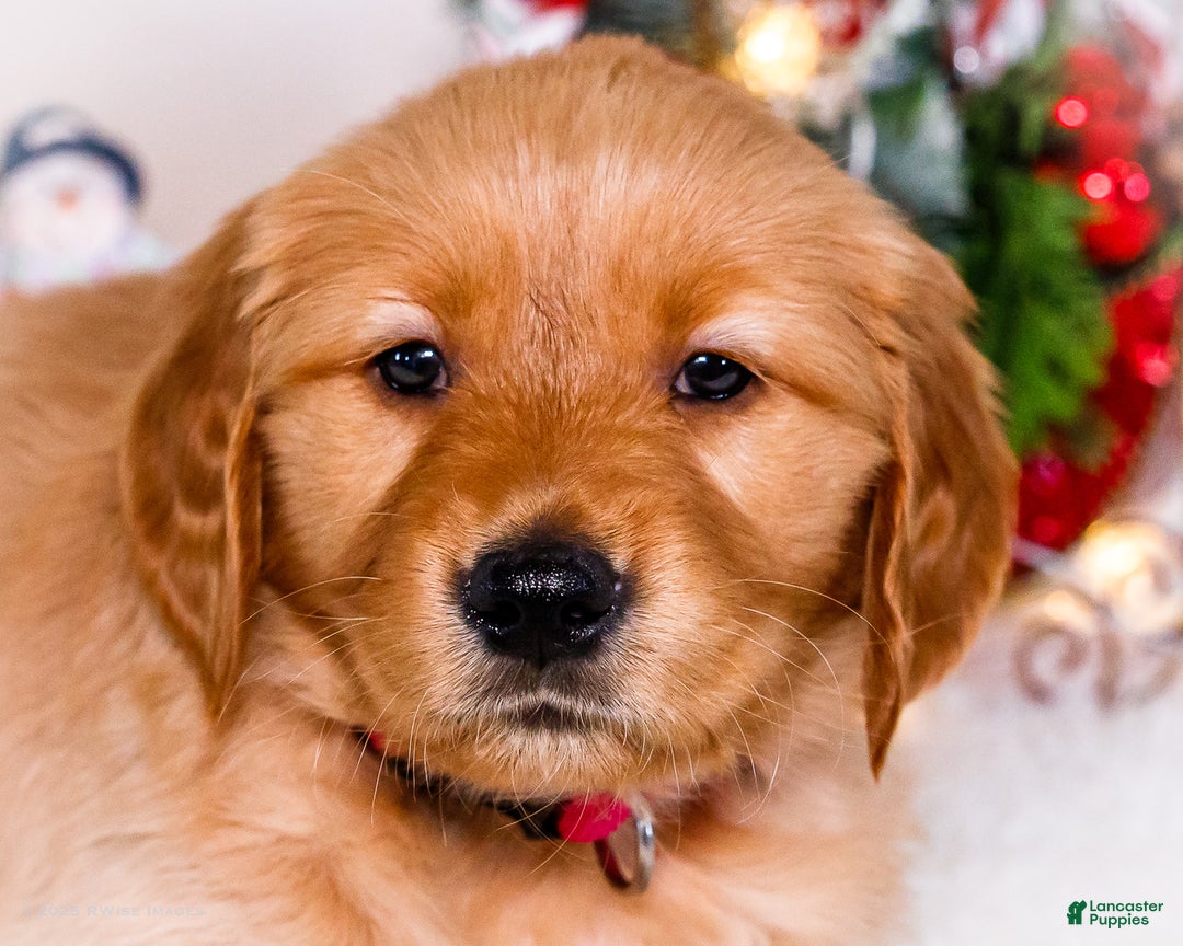 Golden Retriever dogs for sale: Kala - Ad 2