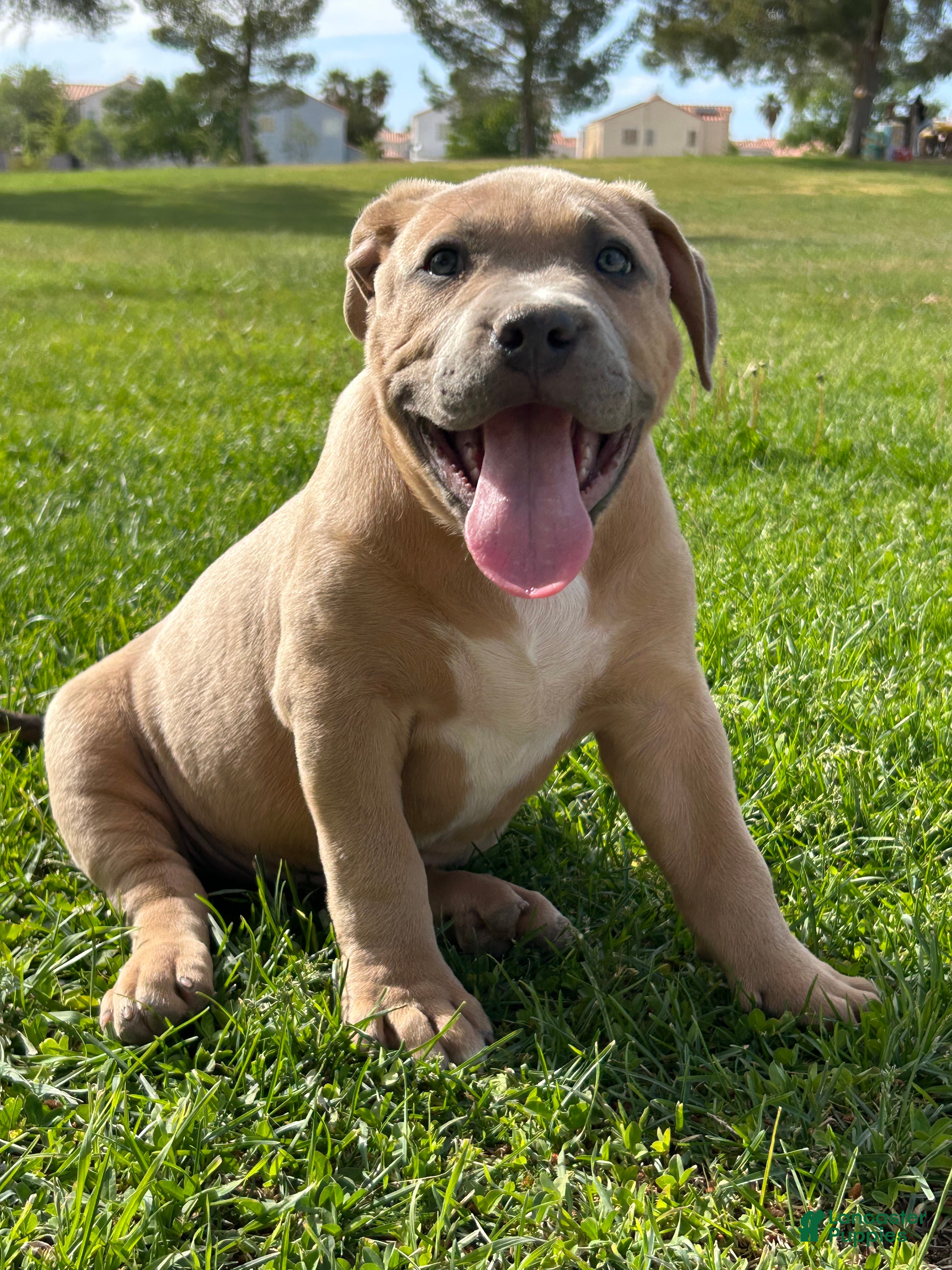 American Bully dogs BISON - Ad 4
