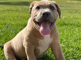 American Bully dogs BISON - Ad 4