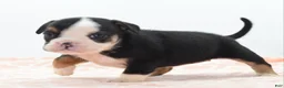 Mixed Breed dogs for sale: Princess  - Ad 16