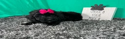 Miniature Poodle dogs for sale: Miniature Poodle 5 - Ad 3