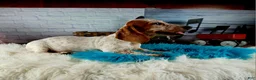 Miniature Dachshund dogs for sale: Sugar pies blue eyed white boy. Hand delivery  - Ad 7
