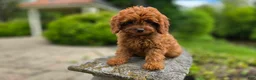 Cavapoo dogs for sale: Harvey - Ad 15