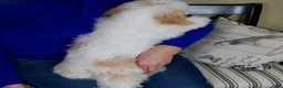 Mini Bernedoodle dogs for sale: Milo - Micro Mini Teddy Bear - Ad 9