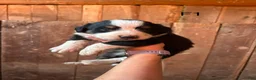 Bernese Mountain Dog dogs for sale: Bernese Mountain Dog f7 - Ad 21